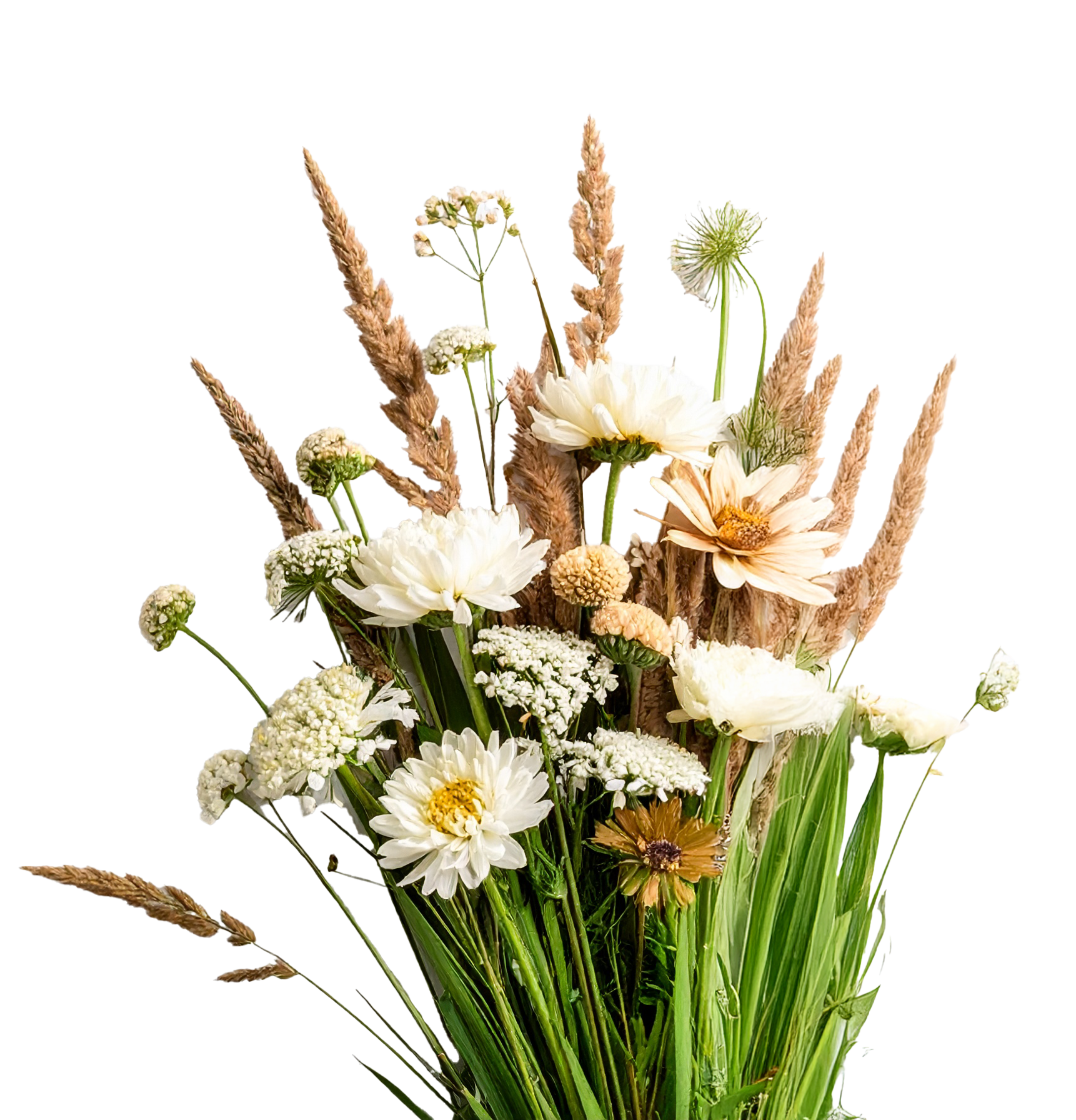 Firefly_bouquet fleur sauvage avec herbe graminés sur fond blanc 815067 copie