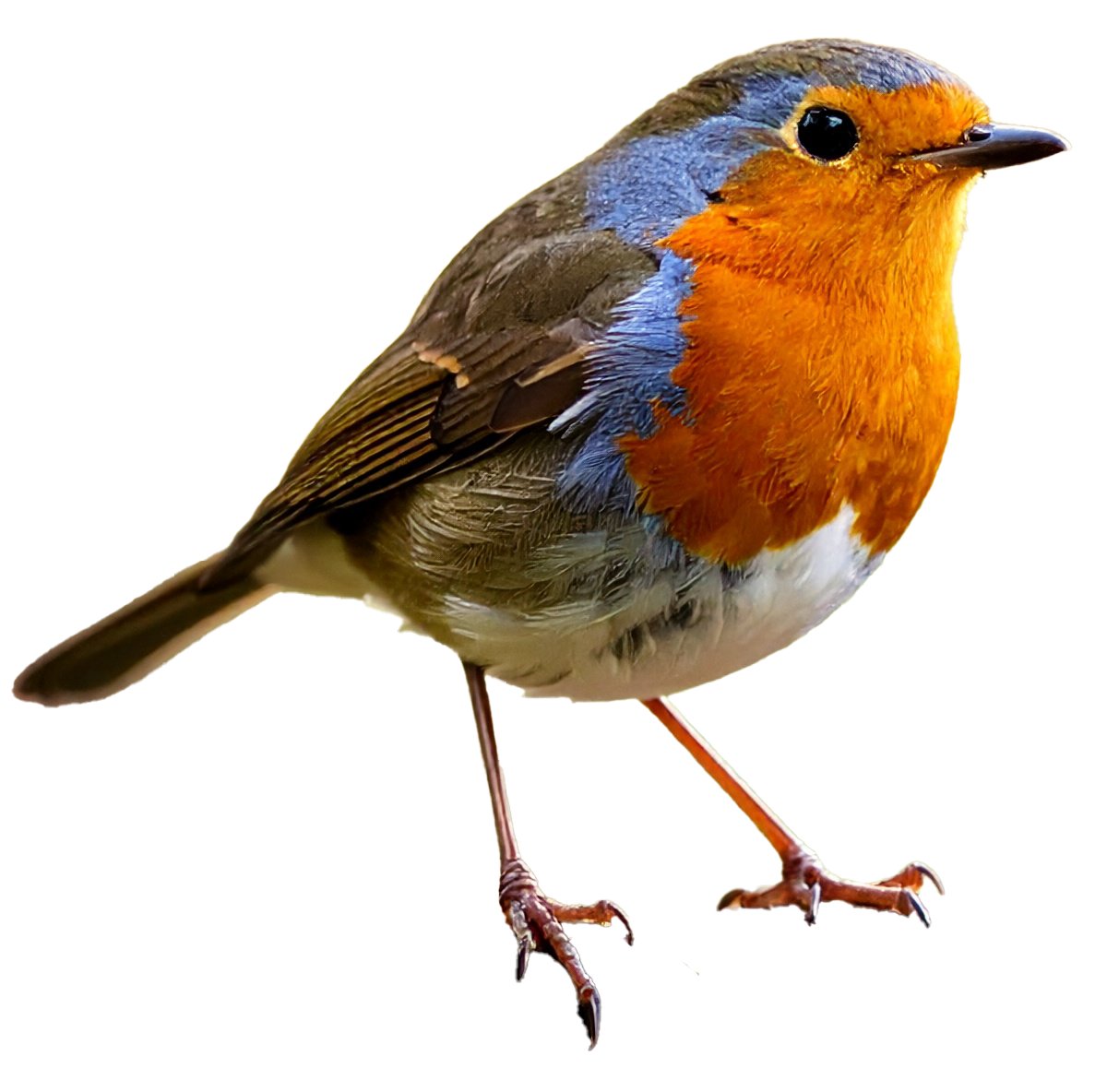 Rouge gorge trans copie