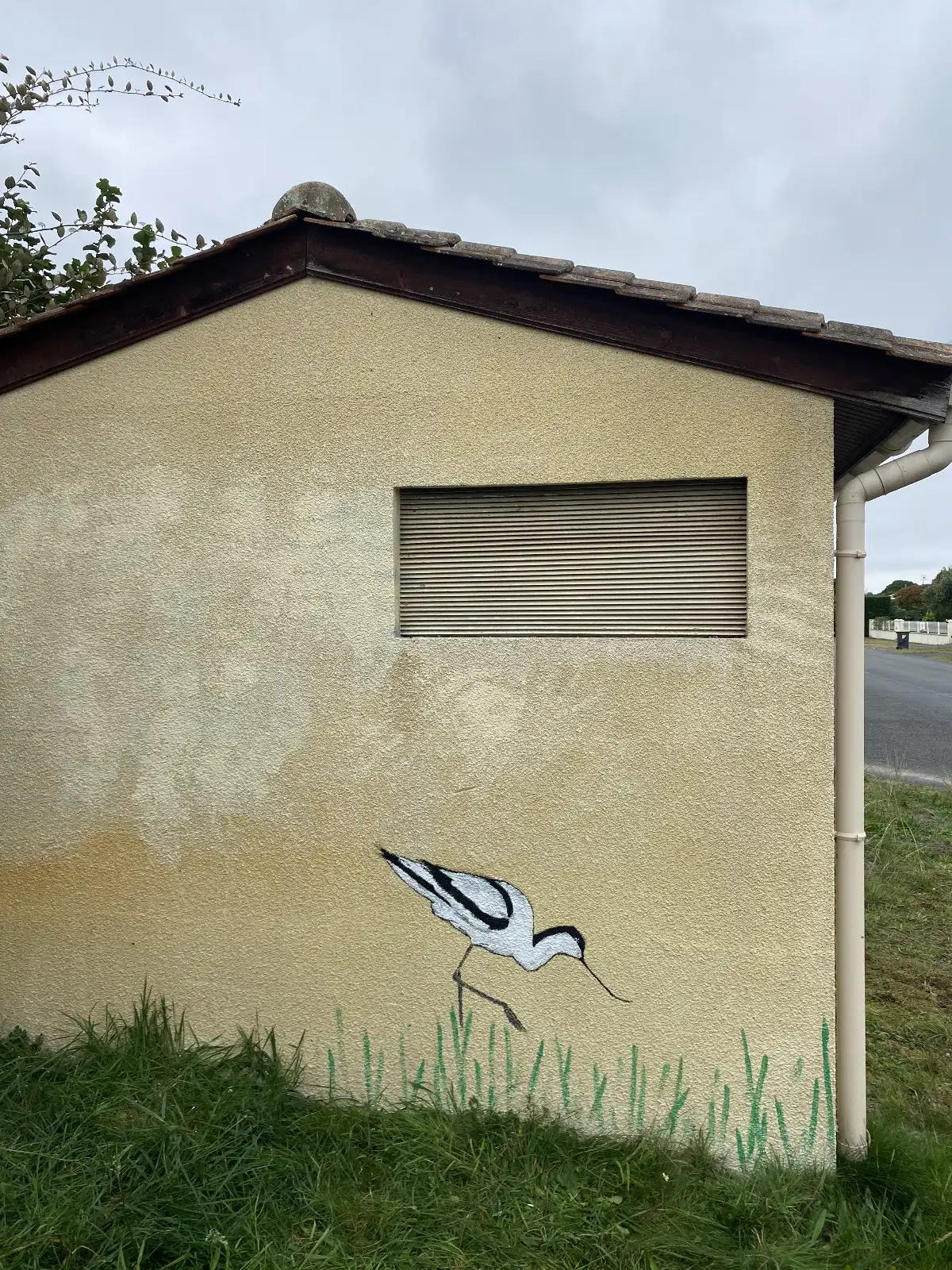 Avocette élégante 1 copie