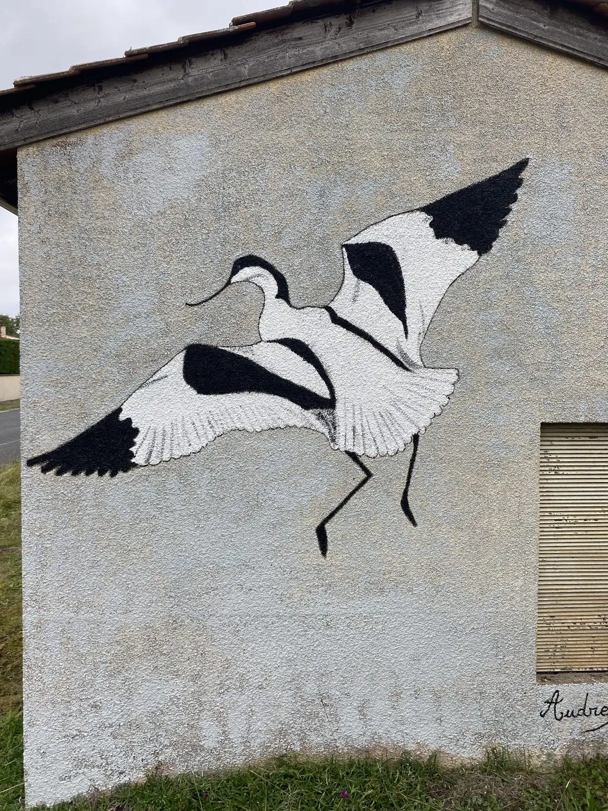 Avocette élégante 2 copie