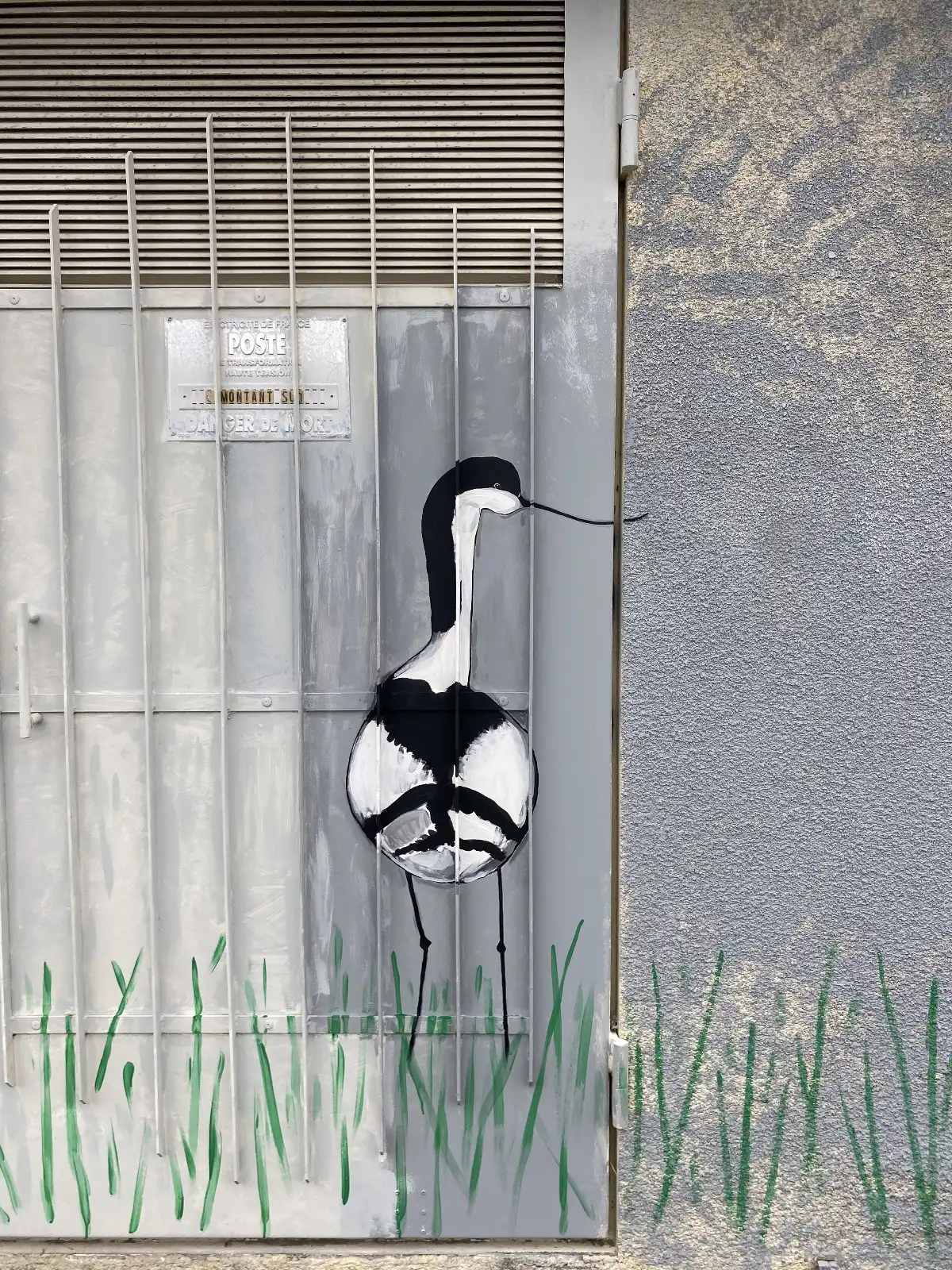 Avocette élégante 3 copie