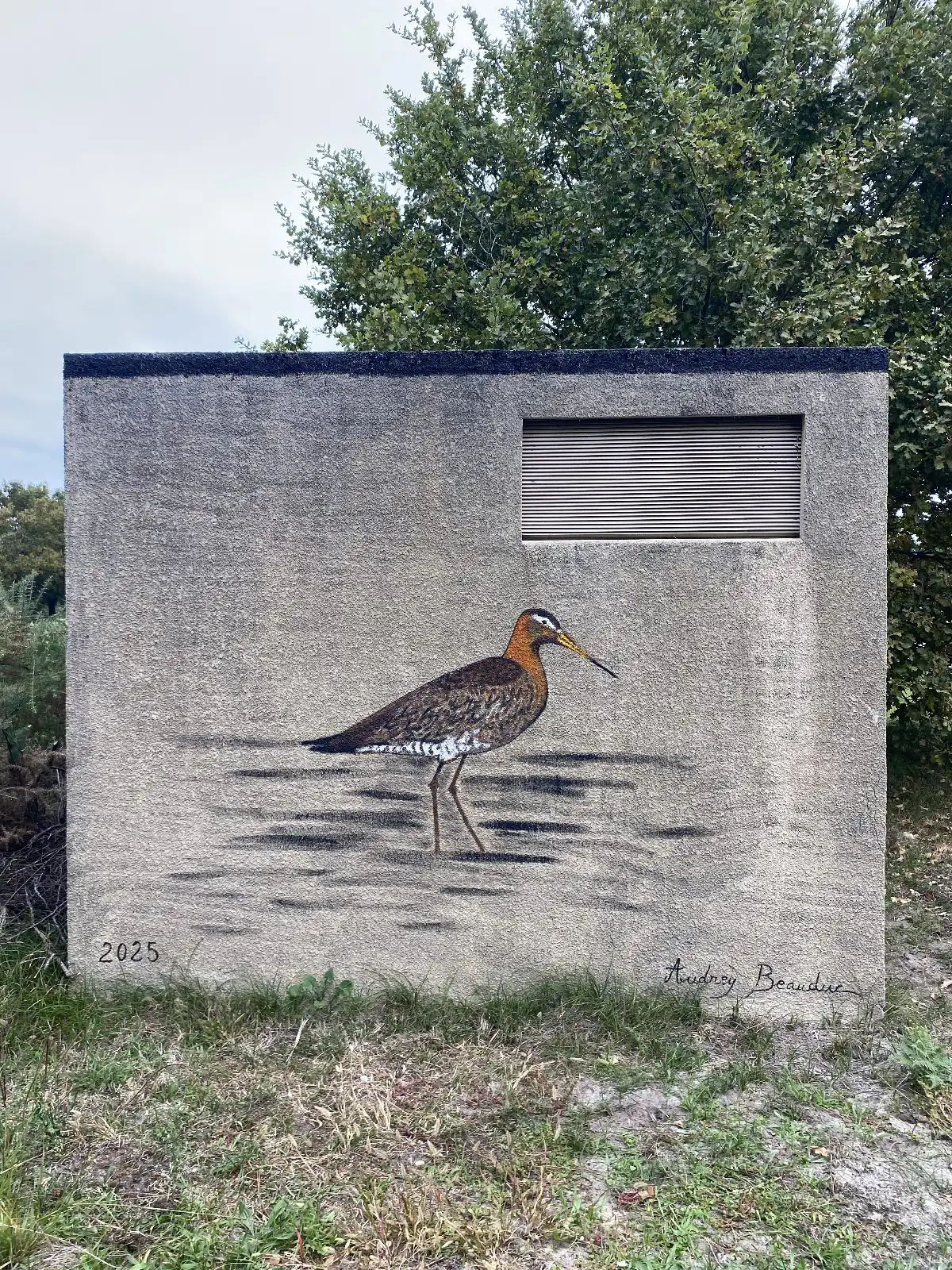 Barge à queue noire 1 copie