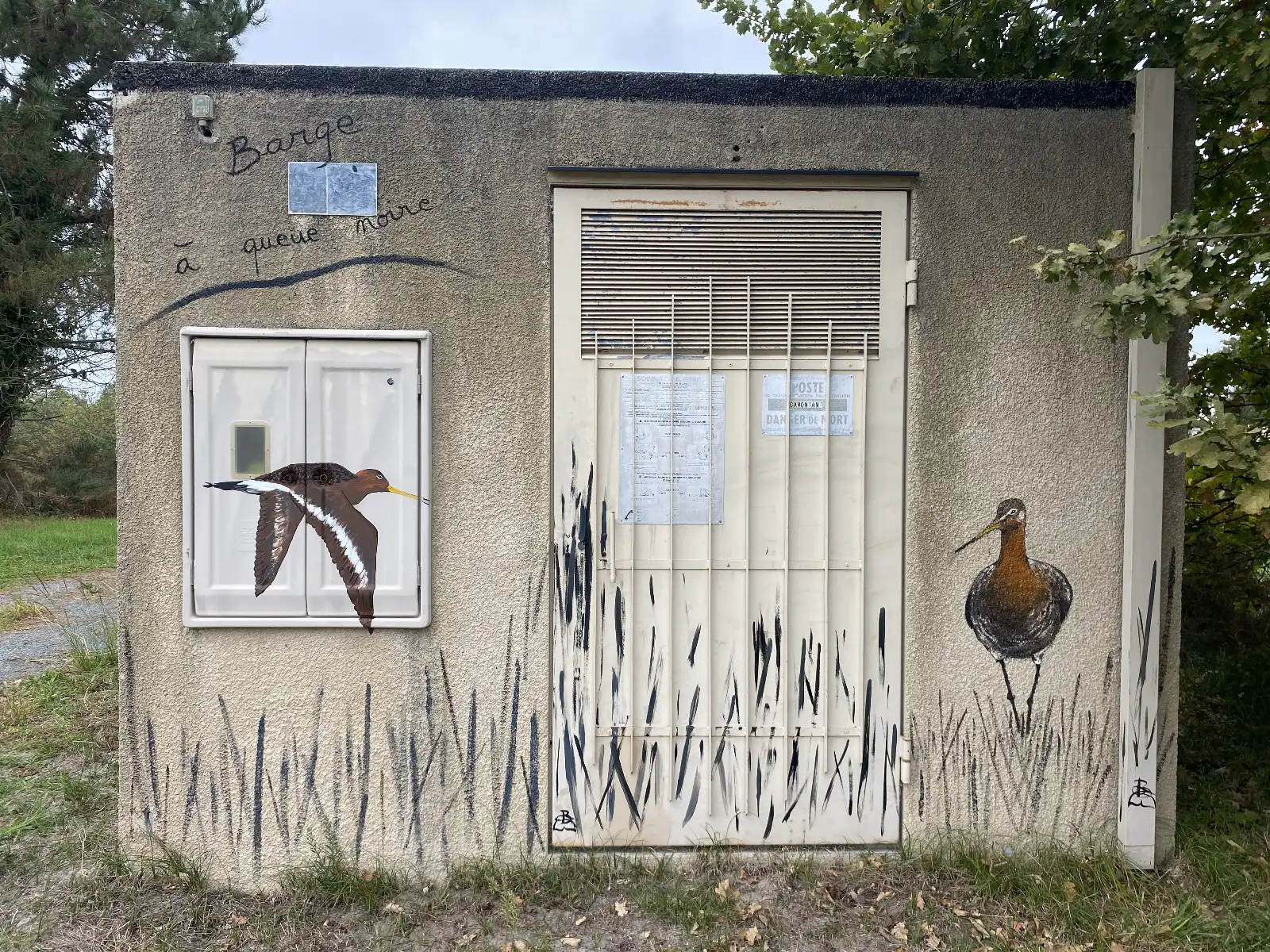 Barge à queue noire 2 copie