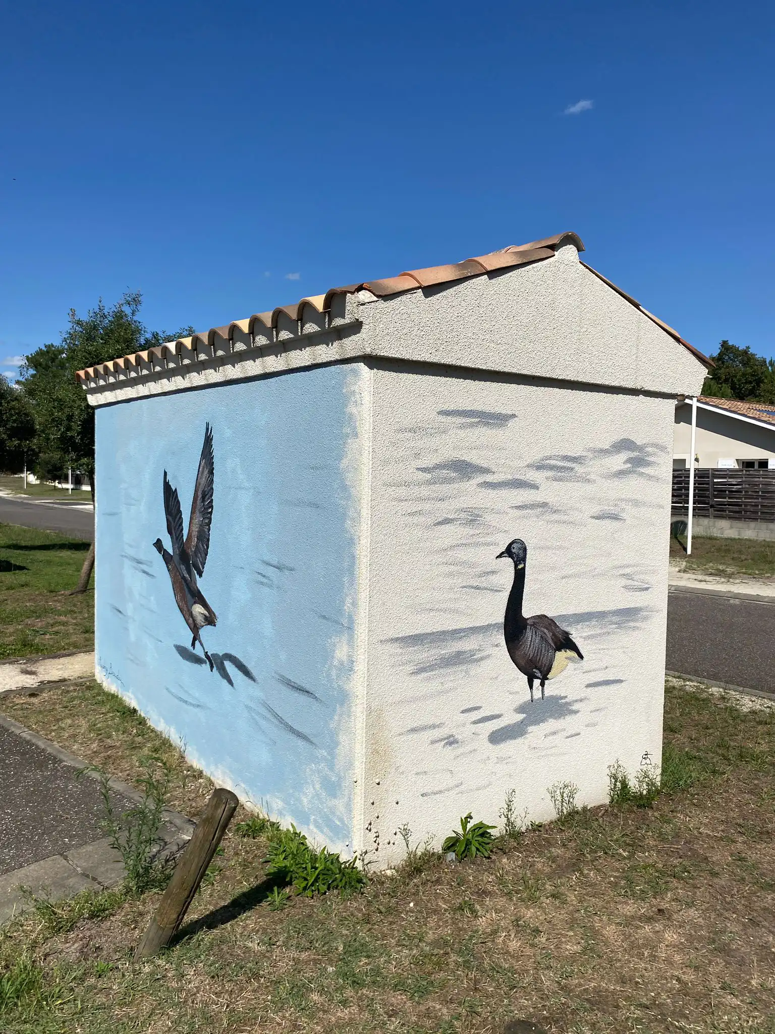 Bernache Cravant copie