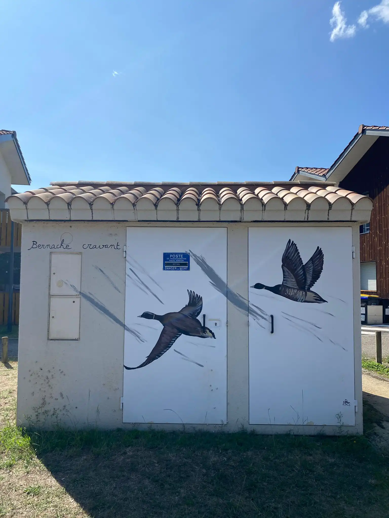 Bernache cravant 2 copie