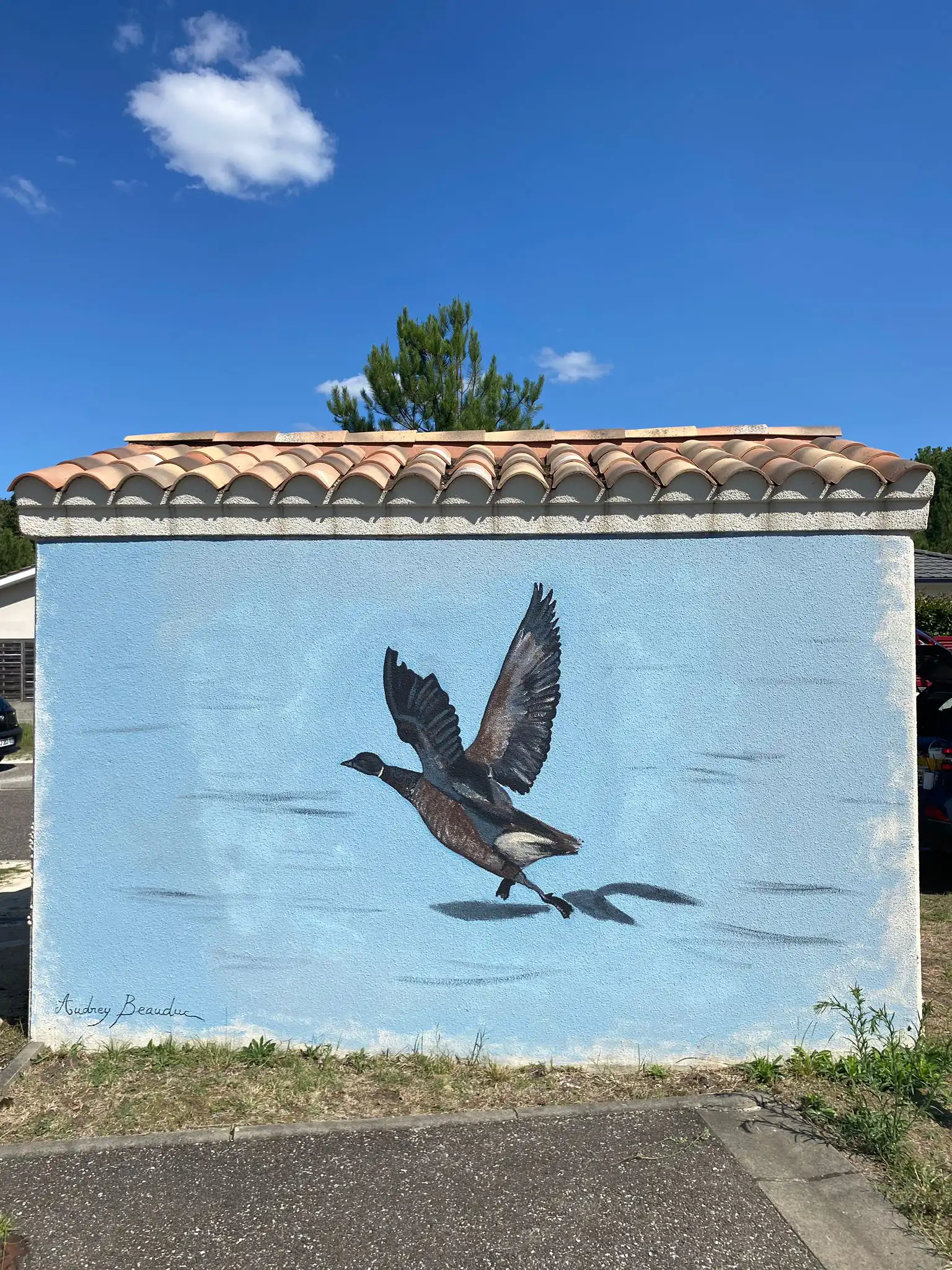 Bernache cravant 3 copie