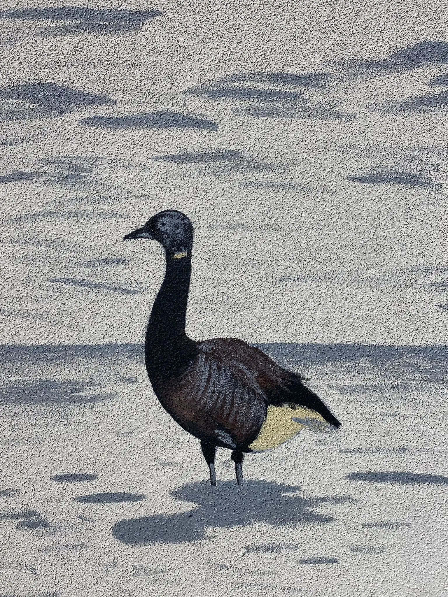 Bernache cravant 4 copie