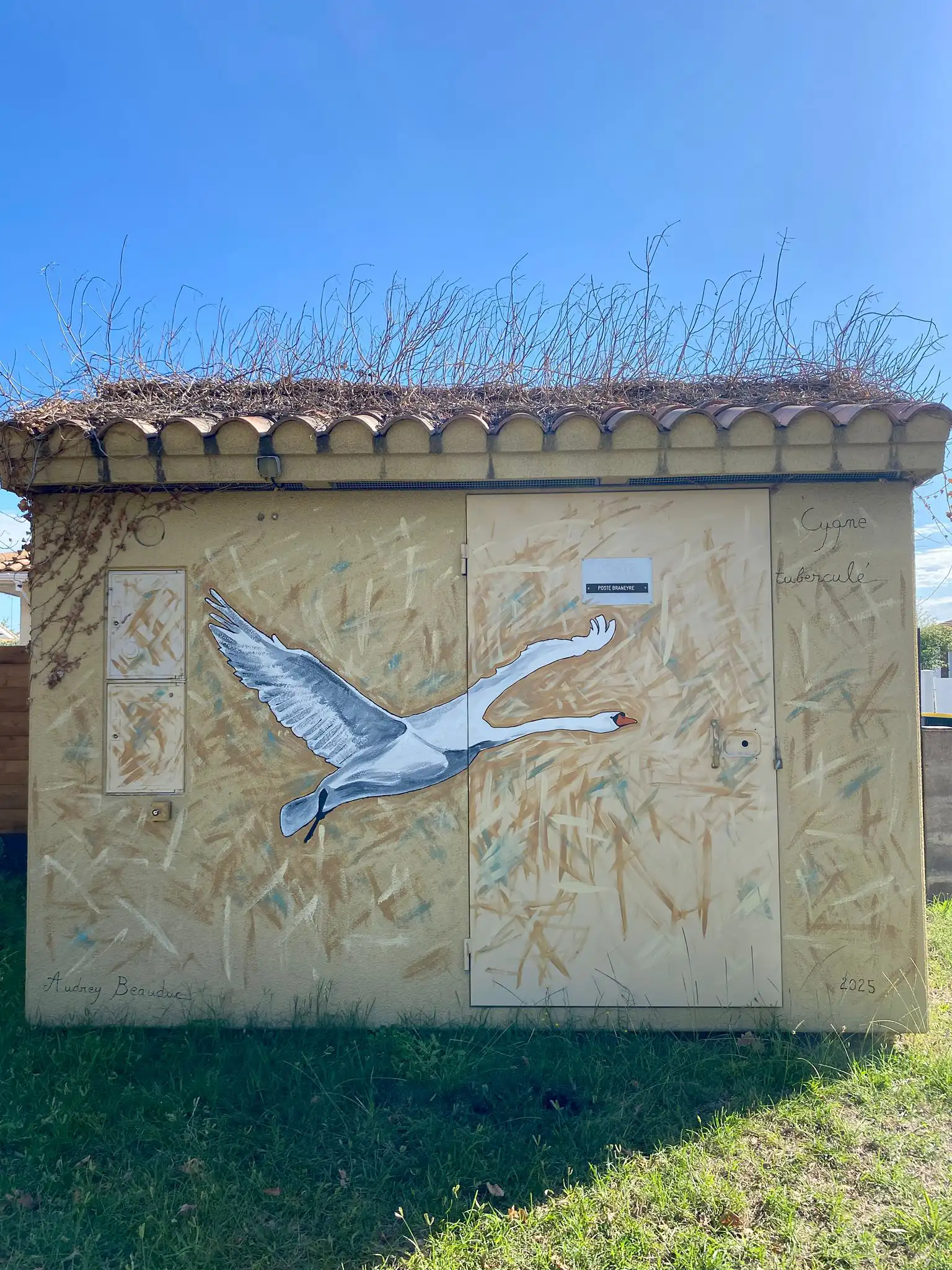 Cygne tuberculé copie