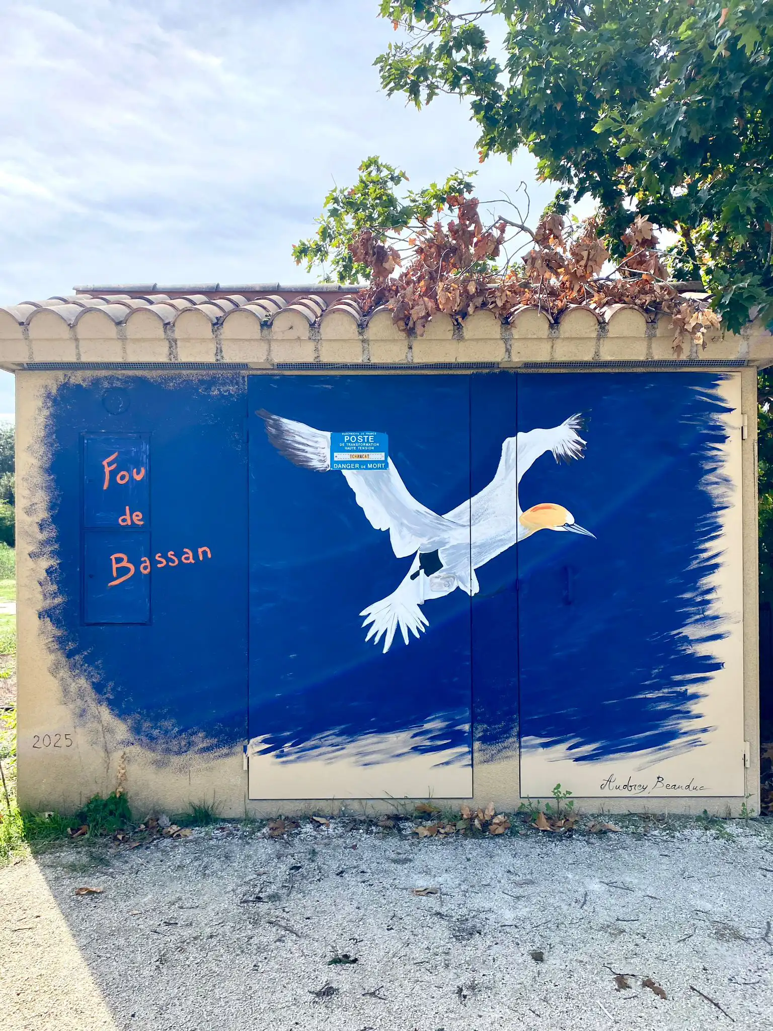 Fou de bassan 1 copie