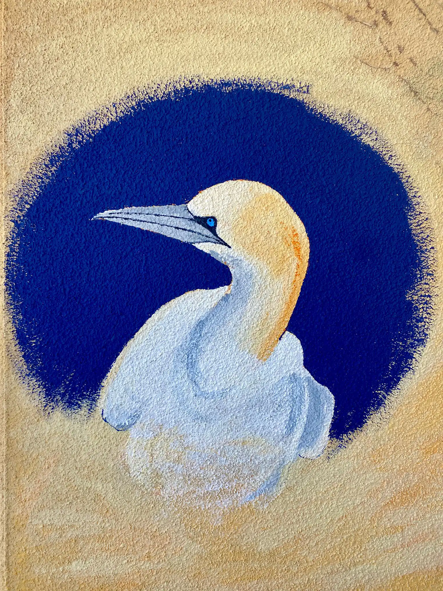 Fou de bassan 2 copie