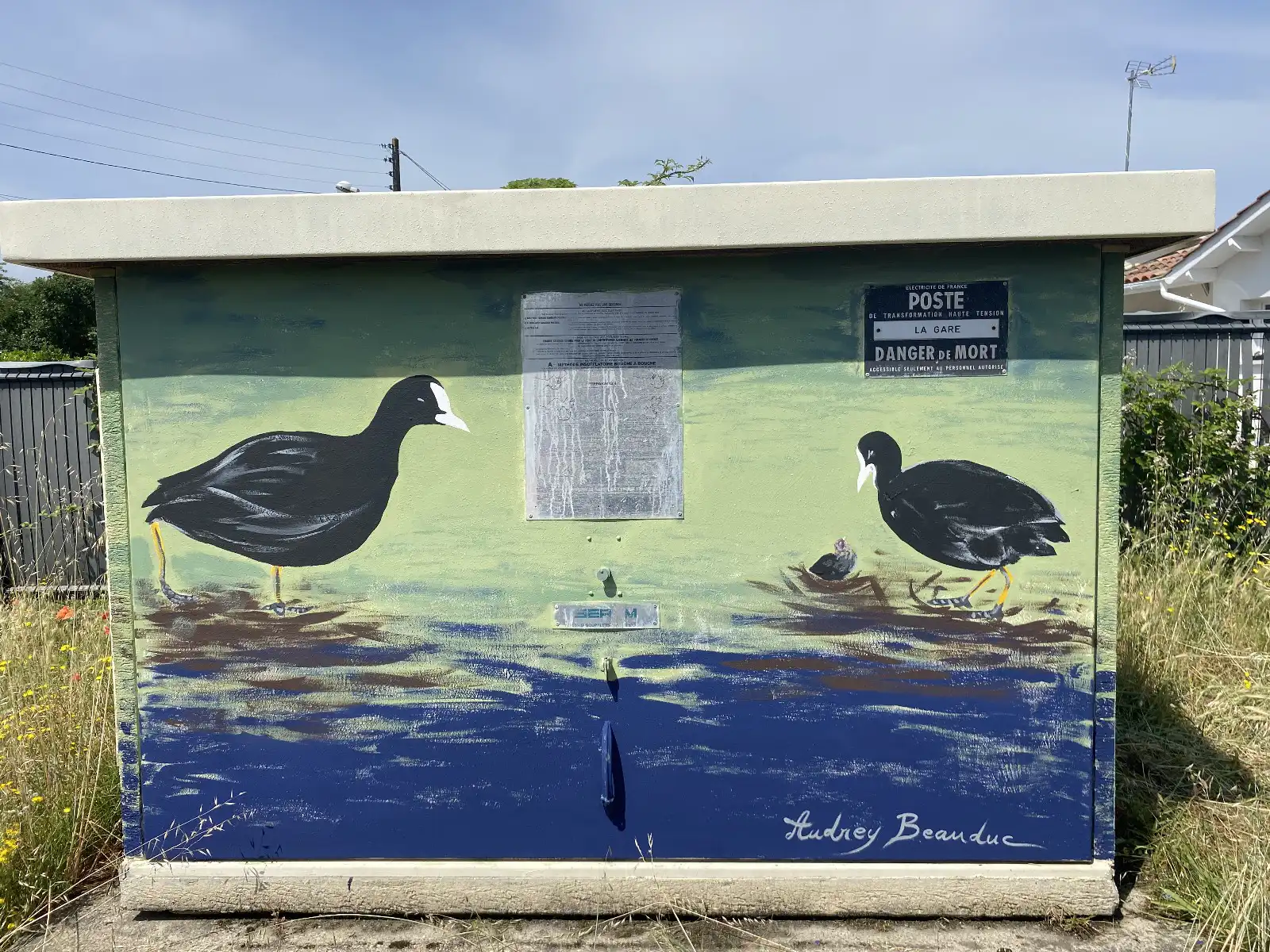 Foulque-macroule-1 copie