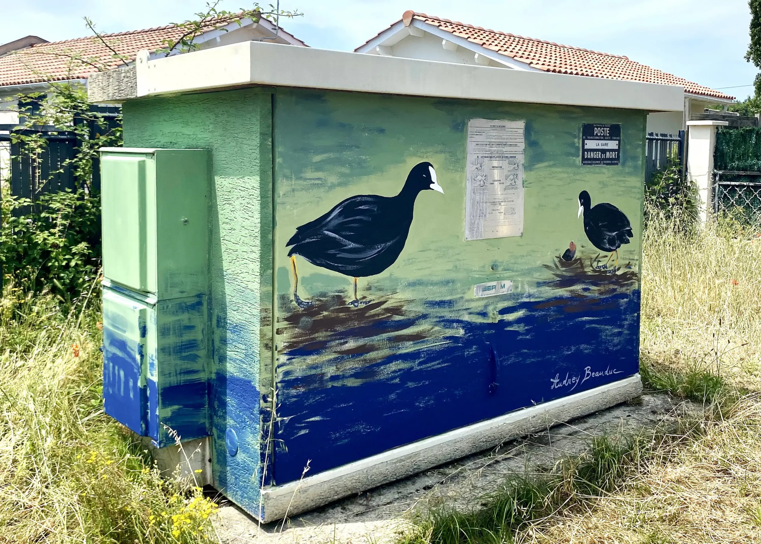 Foulque macroule 1 copie