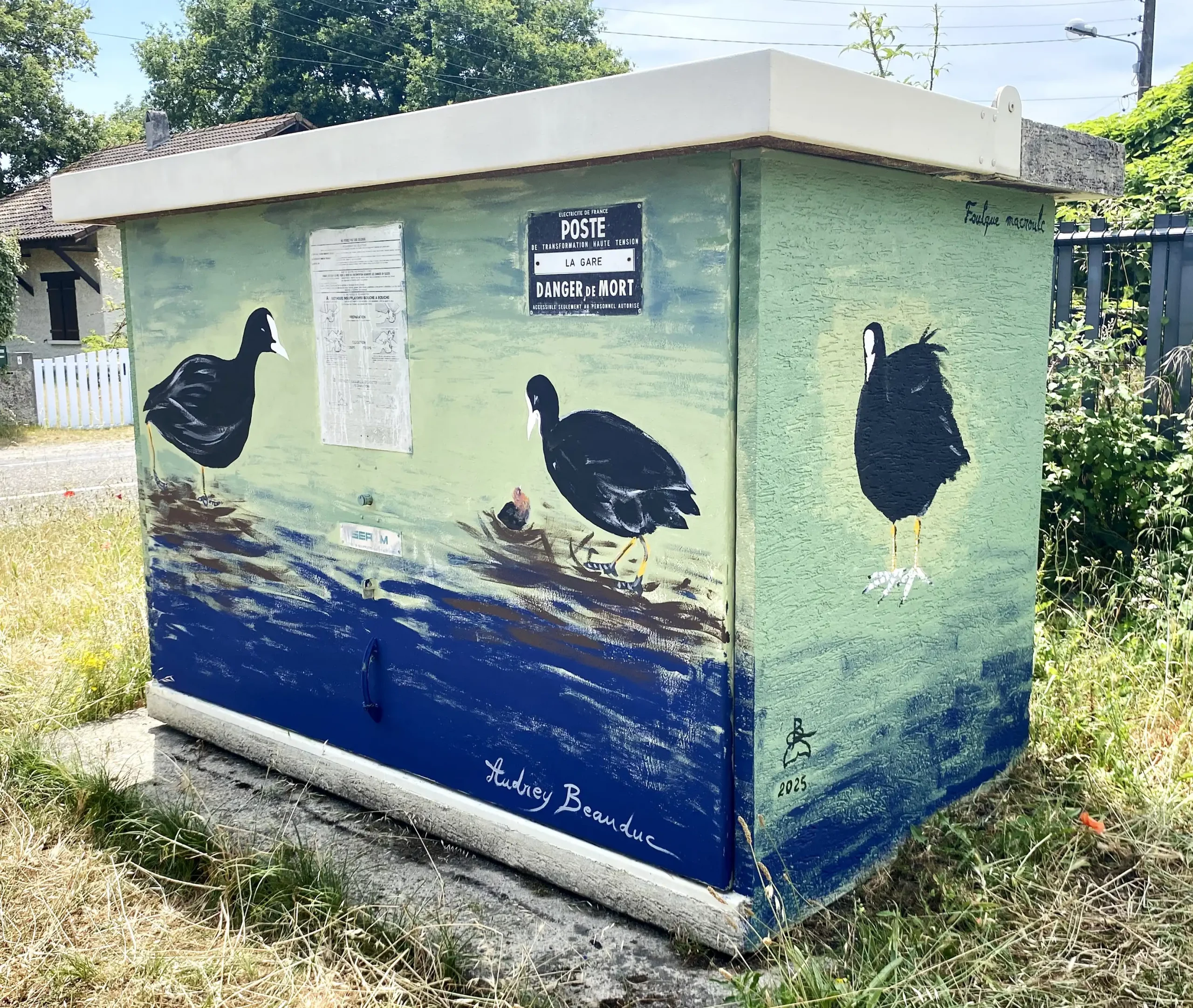 Foulque macroule 2 copie