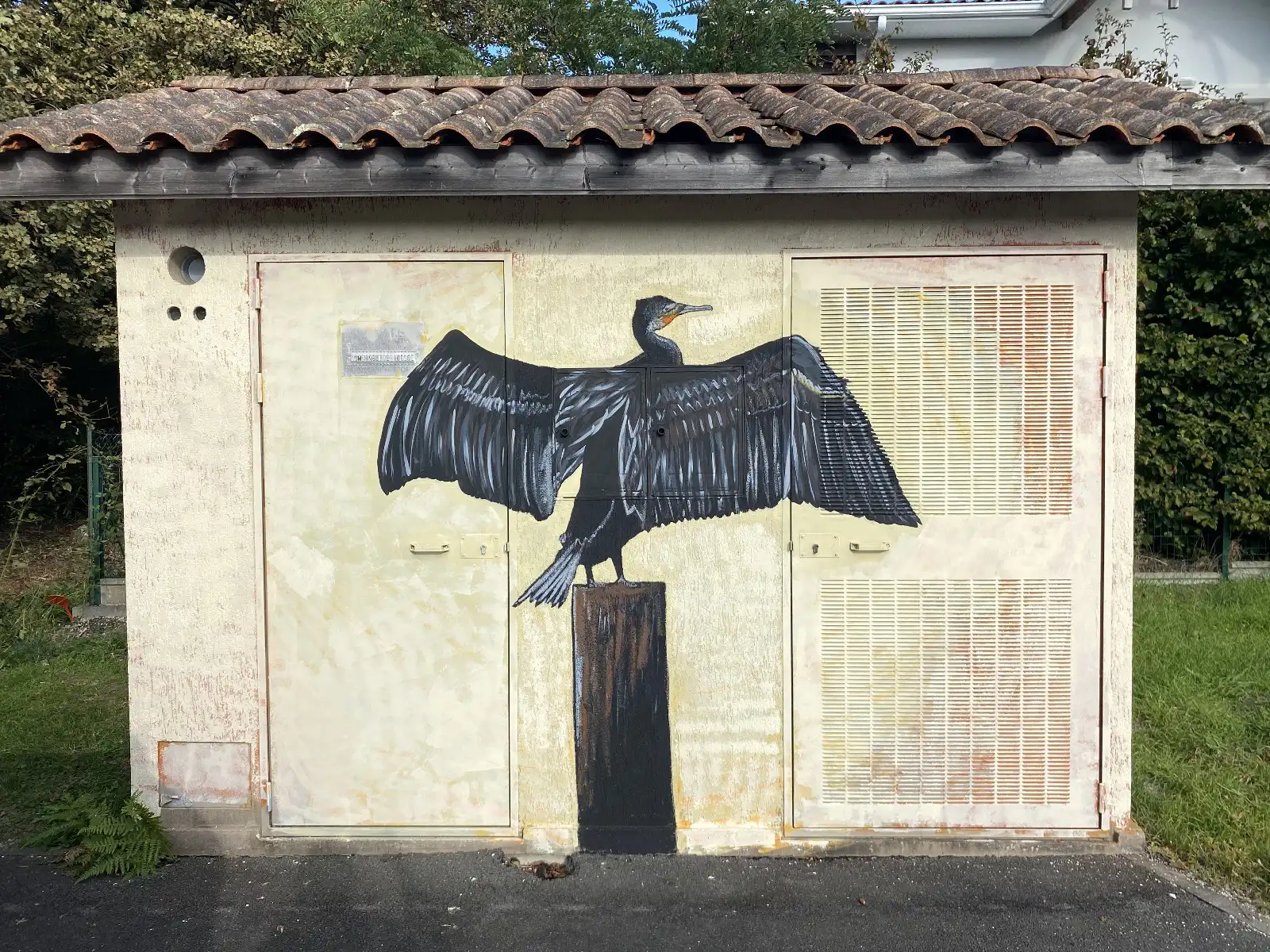 Grand cormoran copie