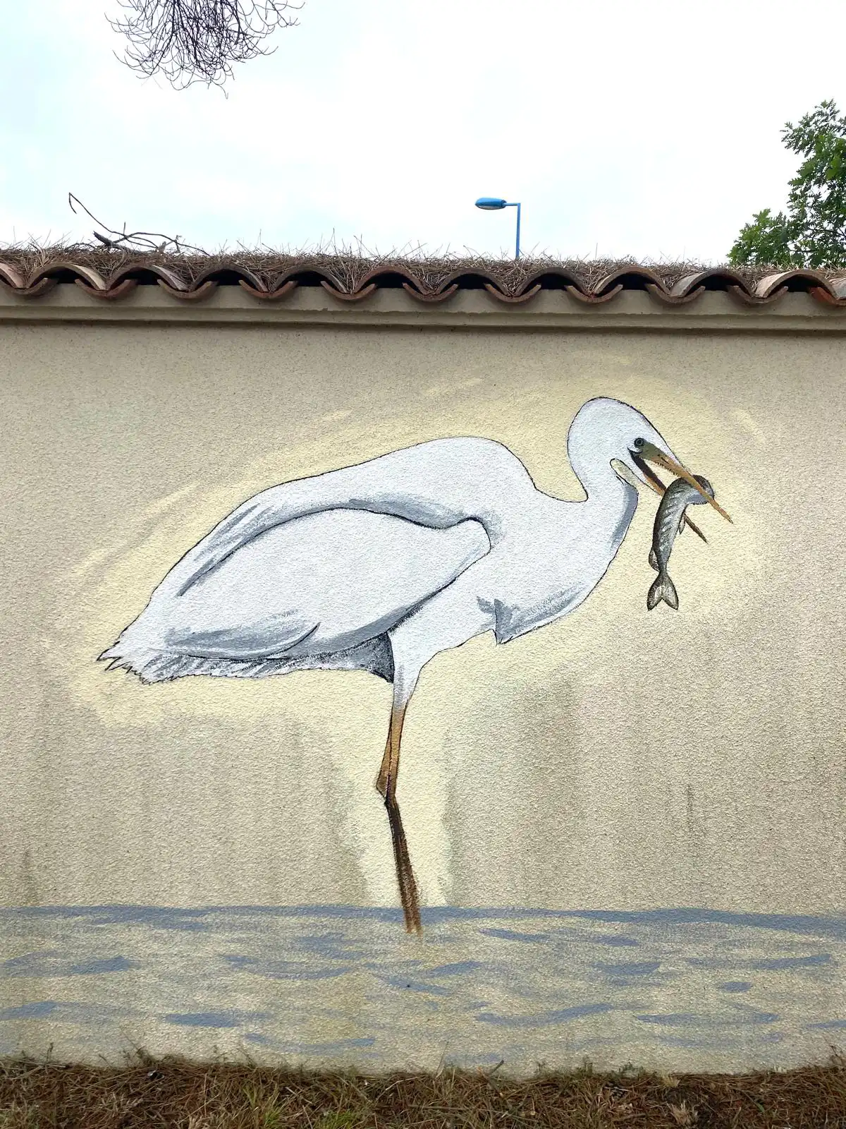 Grande aigrette 4 copie