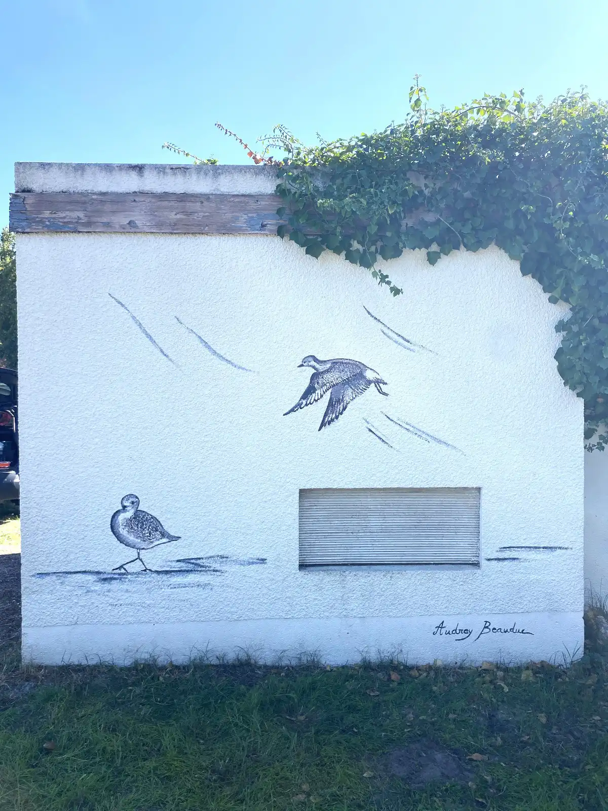 Pluvier argenté 1 copie