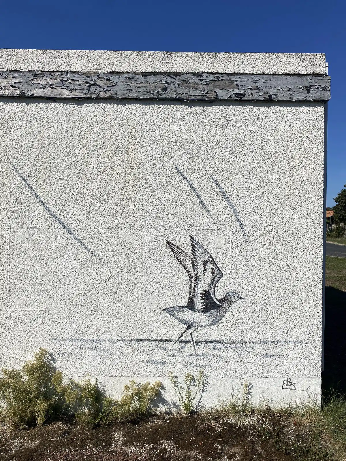 Pluvier argenté 2 copie