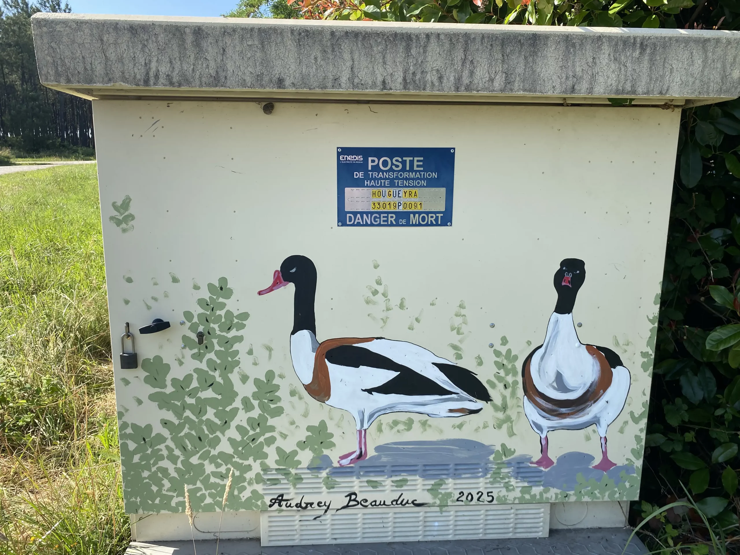 Tadorne de Bélon 1 copie